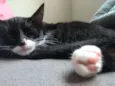 Mel