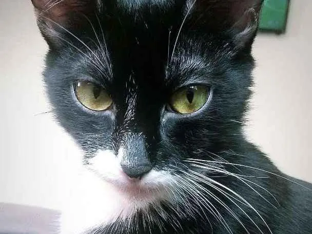 Gato ra a Sem raça definida idade 7 a 11 meses nome Mel