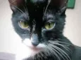Mel