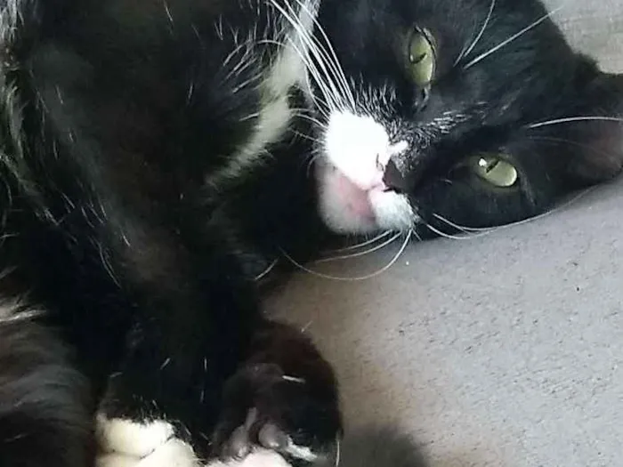 Gato ra a Sem raça definida idade 7 a 11 meses nome Mel