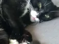 Mel
