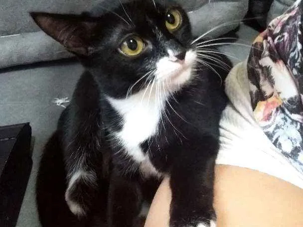Gato ra a Sem raça definida idade 7 a 11 meses nome Mel