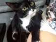 Mel