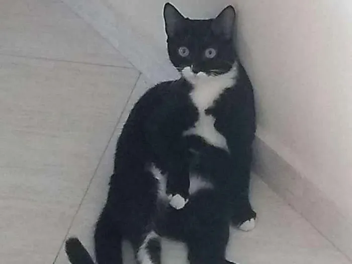 Gato ra a Sem raça definida idade 7 a 11 meses nome Mel