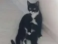 Mel