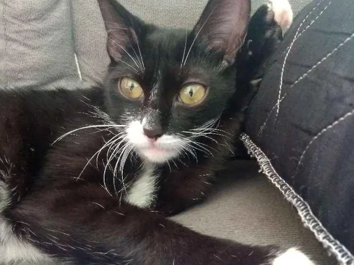 Gato ra a Sem raça definida idade 7 a 11 meses nome Mel