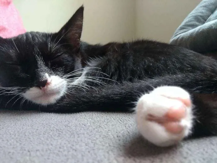 Gato ra a Sem raça definida idade 7 a 11 meses nome Mel