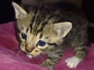 Gato raça não sei idade Abaixo de 2 meses nome animais encontrados