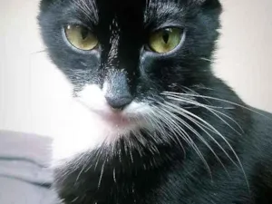 Gato raça Sem raça definida idade 7 a 11 meses nome Mel