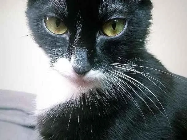 Gato ra a Sem raça definida idade 7 a 11 meses nome Mel
