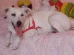 Cachorro raça Srd idade 7 a 11 meses nome Laura