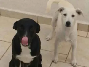 Cachorro raça Srd idade 7 a 11 meses nome Laura e Luna
