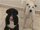 Cachorro raça Srd idade 7 a 11 meses nome Laura e Luna