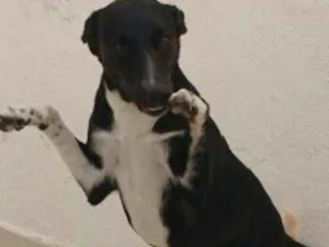 Cachorro raça Sdr idade 7 a 11 meses nome Laura