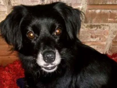 Cachorro raça Vira-lata  idade 6 ou mais anos nome Bolinha