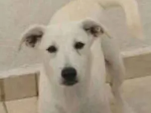 Cachorro raça Srd idade 7 a 11 meses nome Luna