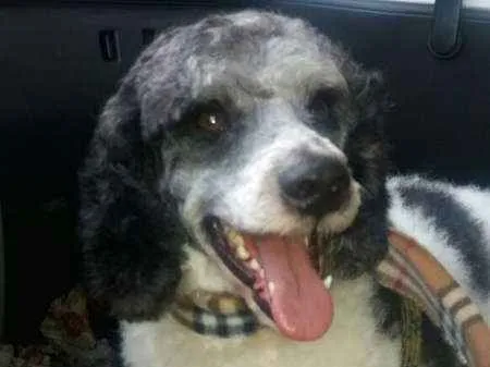 Cachorro ra a  idade 2 anos nome Pirata