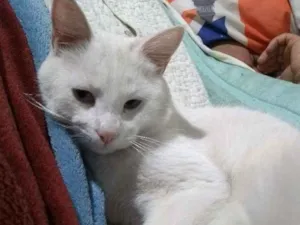 Gato raça Srd idade 7 a 11 meses nome Sem nome
