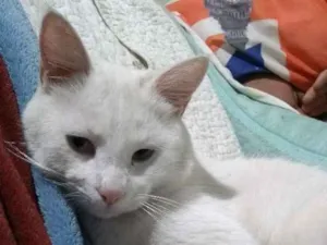 Gato raça Srd idade 7 a 11 meses nome Sem nome