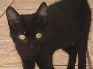 Gato raça Não definida  idade 2 a 6 meses nome Não possui 