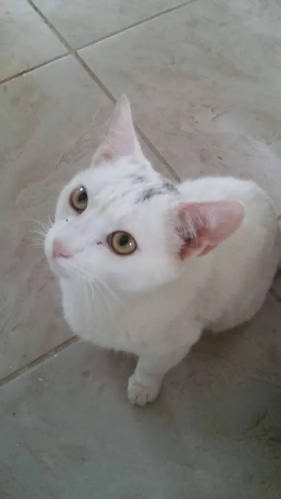Gato ra a  idade 2 a 6 meses nome Luna, Arthur, branqu