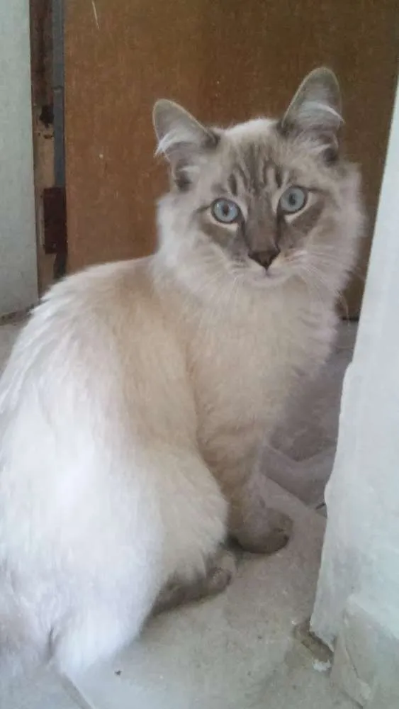 Gato ra a  idade 2 a 6 meses nome Luna, Arthur, branqu