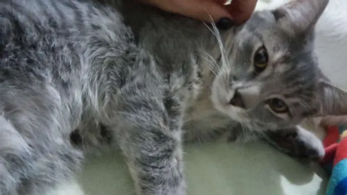 Gato ra a  idade 2 a 6 meses nome Luna, Arthur, branqu