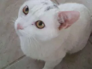 Gato raça  idade 2 a 6 meses nome Luna, Arthur, branqu