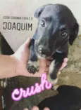 Joaquim