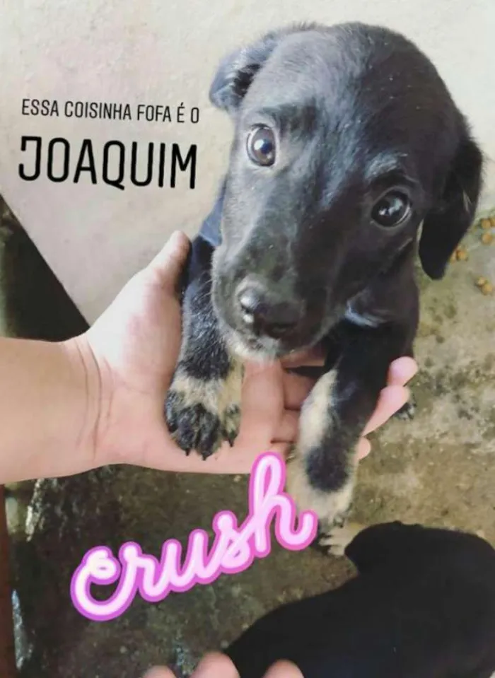 Cachorro ra a SRD idade 2 a 6 meses nome Joaquim
