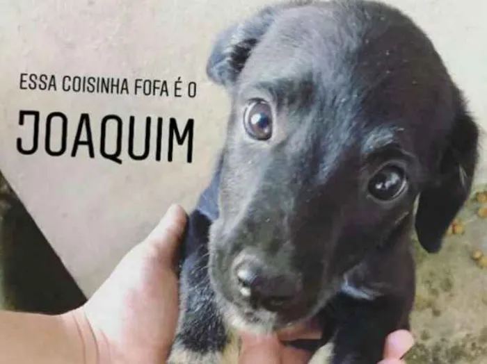Cachorro ra a SRD idade 2 a 6 meses nome Joaquim