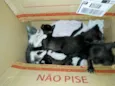 Gatinhos
