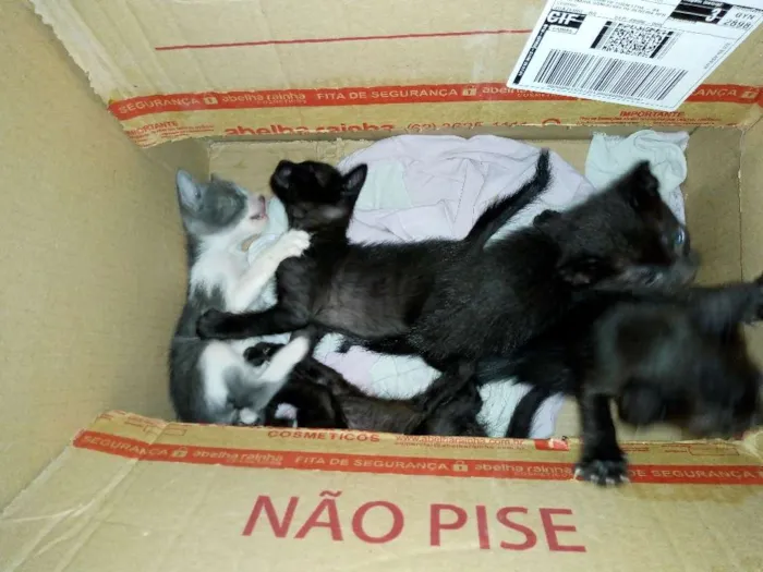 Gato raça  idade Abaixo de 2 meses nome Gatinhos