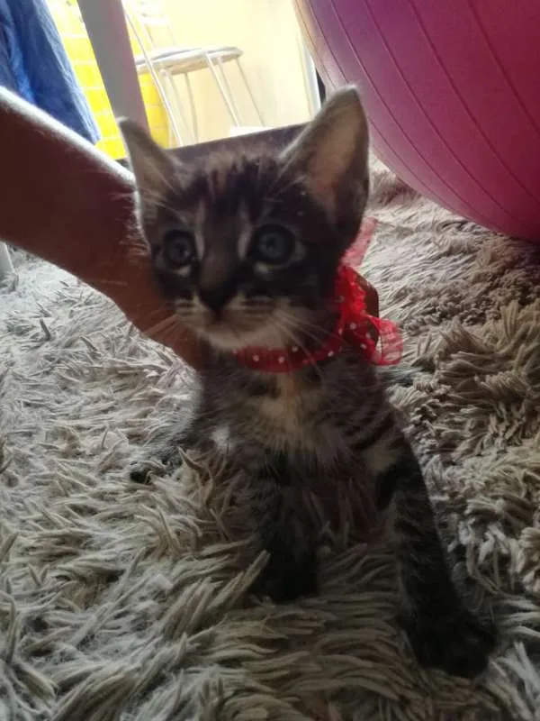 Gato ra a  idade Abaixo de 2 meses nome Jade