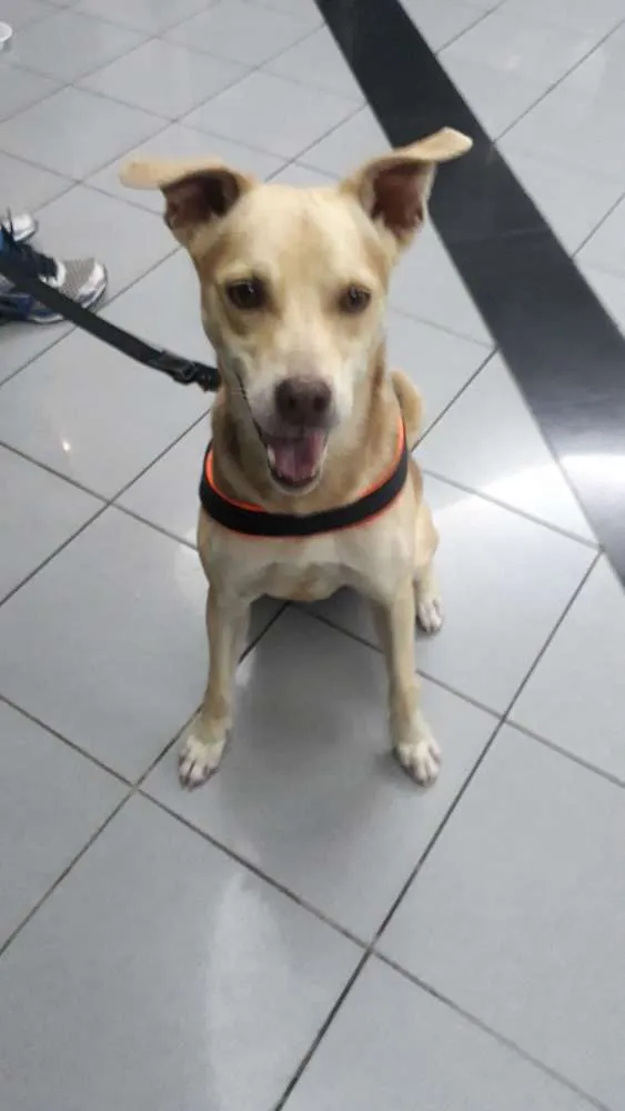 Cachorro ra a Indefinida idade 3 anos nome Milow