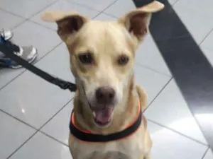 Cachorro raça Indefinida idade 3 anos nome Milow