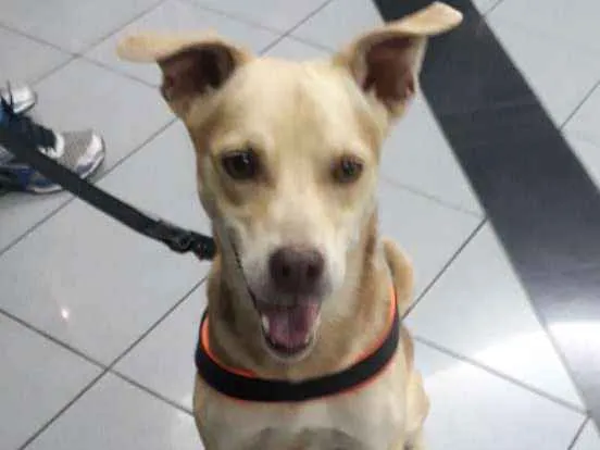 Cachorro ra a Indefinida idade 3 anos nome Milow