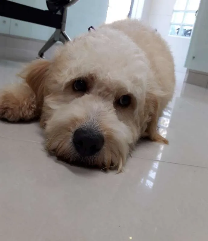 Cachorro ra a Poodle idade 1 ano nome Bob