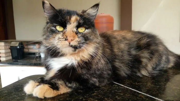 Gato ra a Asiática idade 1 ano nome Lola
