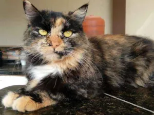Gato raça Asiática idade 1 ano nome Lola
