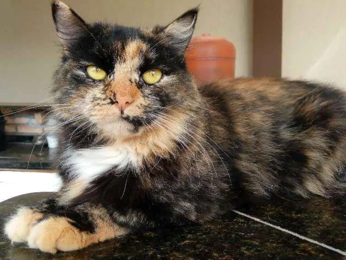 Gato ra a Asiática idade 1 ano nome Lola