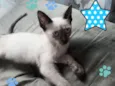 Bolinha