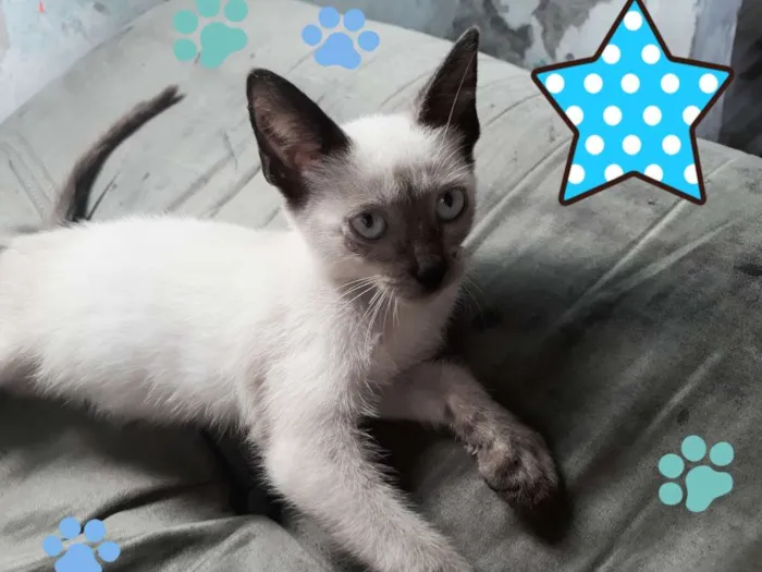 Gato ra a Siamês  idade 2 a 6 meses nome Bolinha