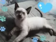 Bolinha