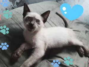Gato raça Siamês  idade 2 a 6 meses nome Bolinha