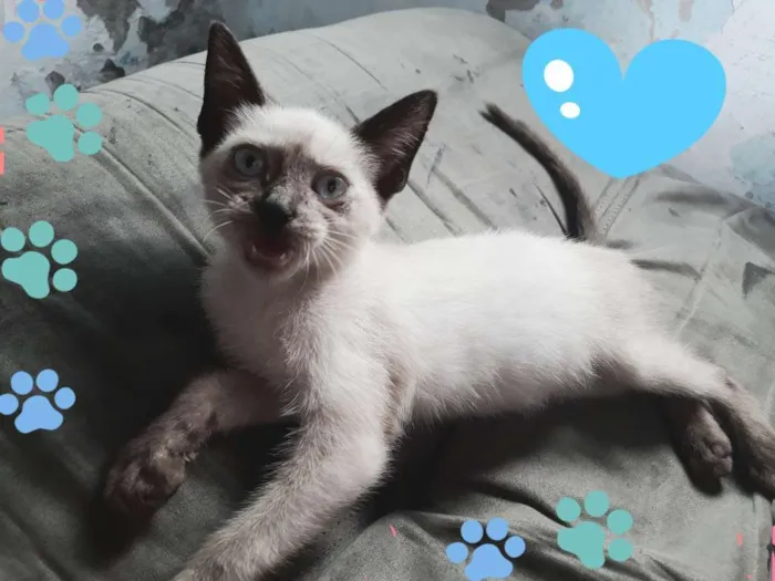 Gato ra a Siamês  idade 2 a 6 meses nome Bolinha