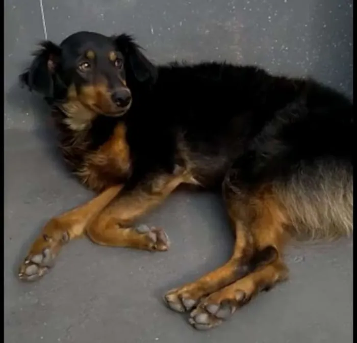 Cachorro ra a srd idade 2 anos nome Pretinha