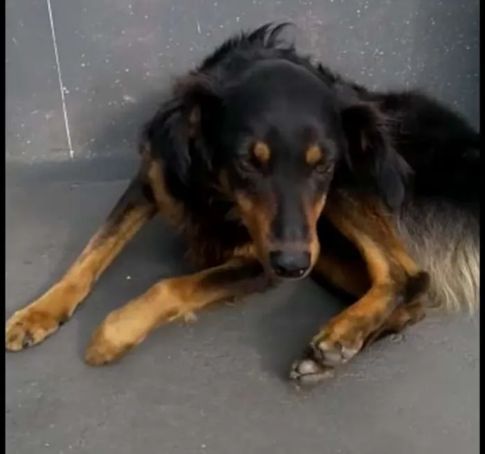Cachorro ra a srd idade 2 anos nome Pretinha
