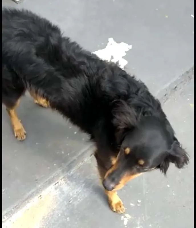 Cachorro ra a srd idade 2 anos nome Pretinha