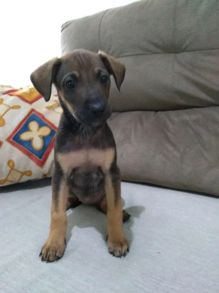 Cachorro raça Viralata idade Abaixo de 2 meses nome Não possuem nome 